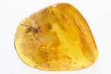 Detailed Fossil Spider, Mite, and True Midge in Baltic Amber #307315-1